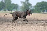 DOGUE ALLEMAND 459